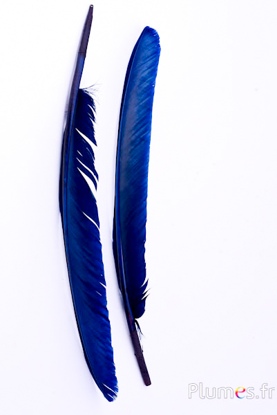 Cygne - 35-40 cm - bleu-nuit